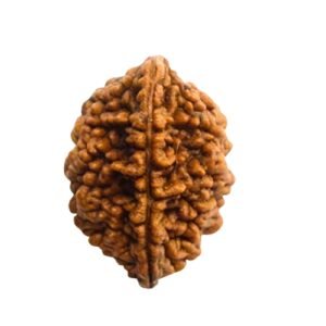 DOMUKHI RUDRAKSHA