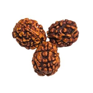 TINMUKHI RUDRAKSHA