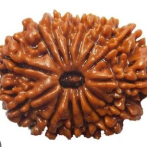 CHAUDAHHMUKHI RUDRAKSHA