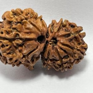 GAURISHANKAR RUDRAKSHA