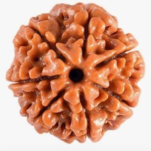 SAATMUKHI RUDRAKSHA