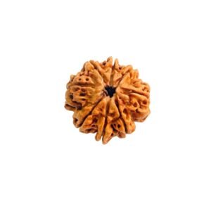 AATHMUKHI RUDRAKSHA