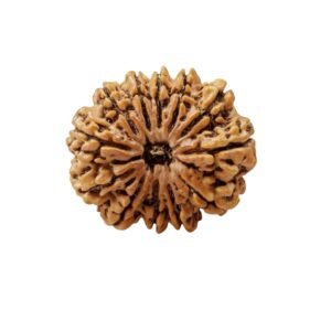 BARAHMUKHI RUDRAKSHA