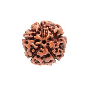 CHAIMUKHI RUDRAKSHA