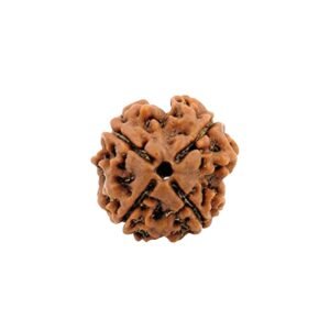 CHAAR MUKHI RUDRAKSHA