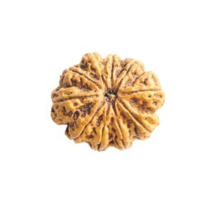 DASMUKHI RUDRAKSHA