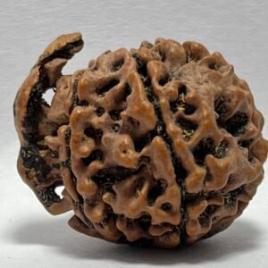 GANESH RUDRAKSHA
