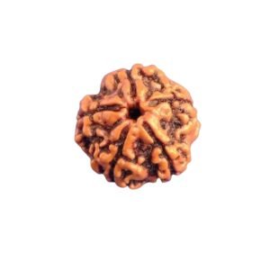 PANCHMUKHI RUDRAKSHA